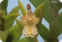 Dendrobium nathanielis
